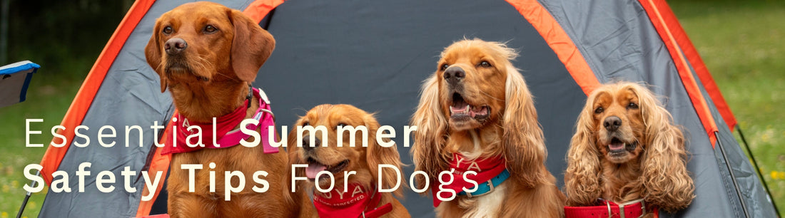 Essential Summer Safety Tips For Dogs