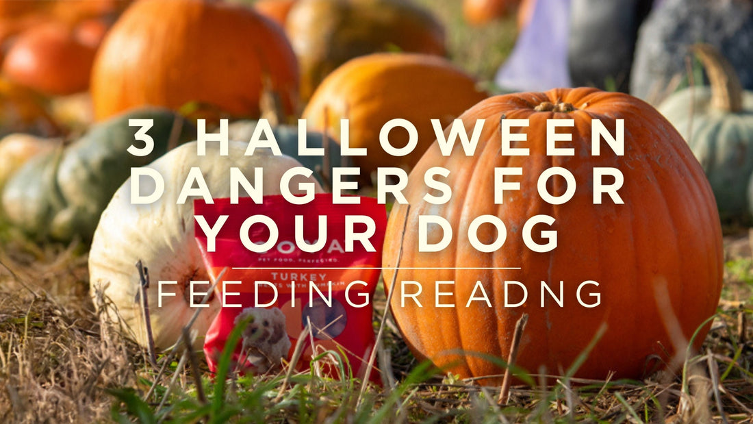 3 Halloween Dangers for your Dog