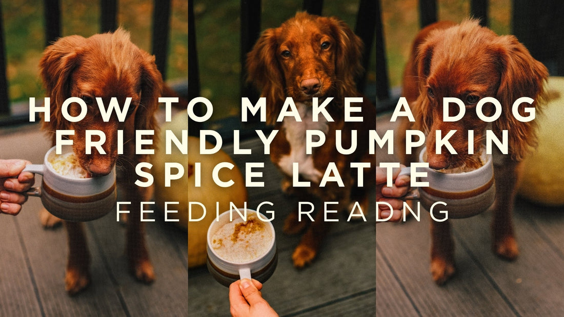 How to Make a Dog Friendly Pumpkin Spice Latte
