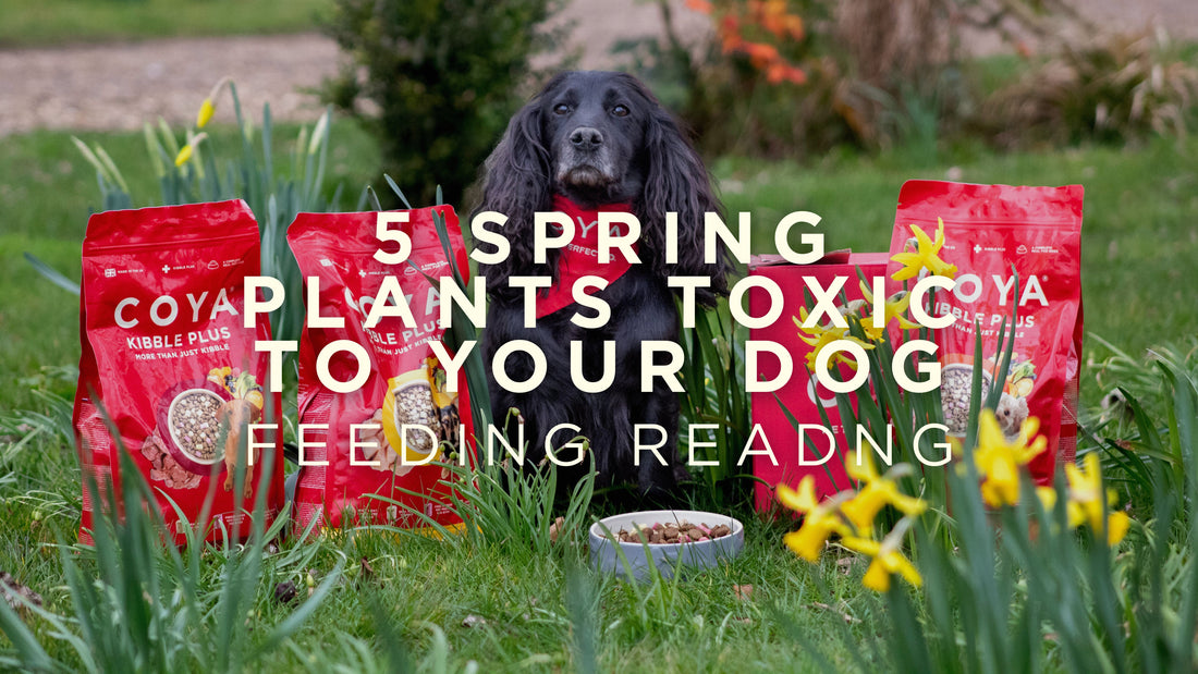 5 Spring Plants Toxic to Your Dog