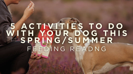Top 5 Activities to do With Your Dog This Spring Summer