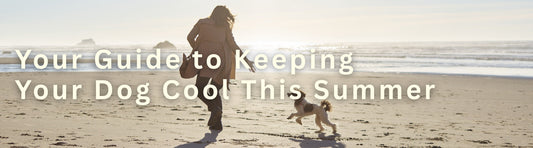 How To Keep Your Dog Cool