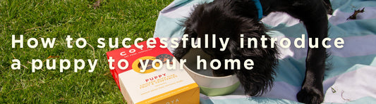 How to successfully introduce a puppy to your home