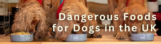Dangerous Foods For Dogs in The UK