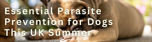 Essential Parasite Prevention for Dogs This UK Summer