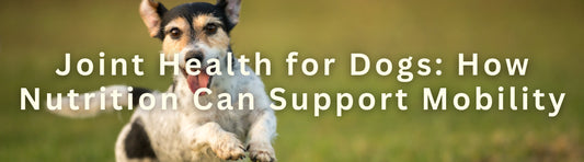 Joint Health for Dogs: How Nutrition Can Support Mobility