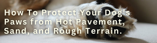 How To Protect Your Dogs Paws from Hot Pavement, Sand, and Rough Terrain