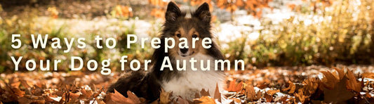 5 Ways to Prepare Your Dog for Autumn