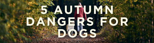 5 Autumn Dangers For Dogs