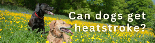 Can Dogs Get Heatstroke?