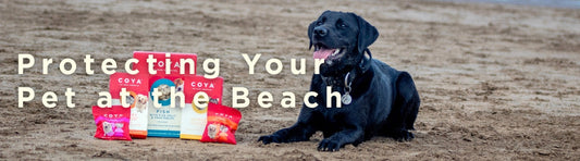 Protecting Your Pet at the Beach