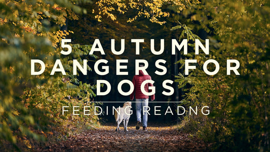 5 Autumn Dangers For Dogs