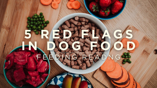 5 Red Flags in Dog Food