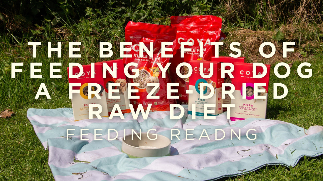 The Benefits of Feeding Your Dog a Freeze-Dried Raw Diet