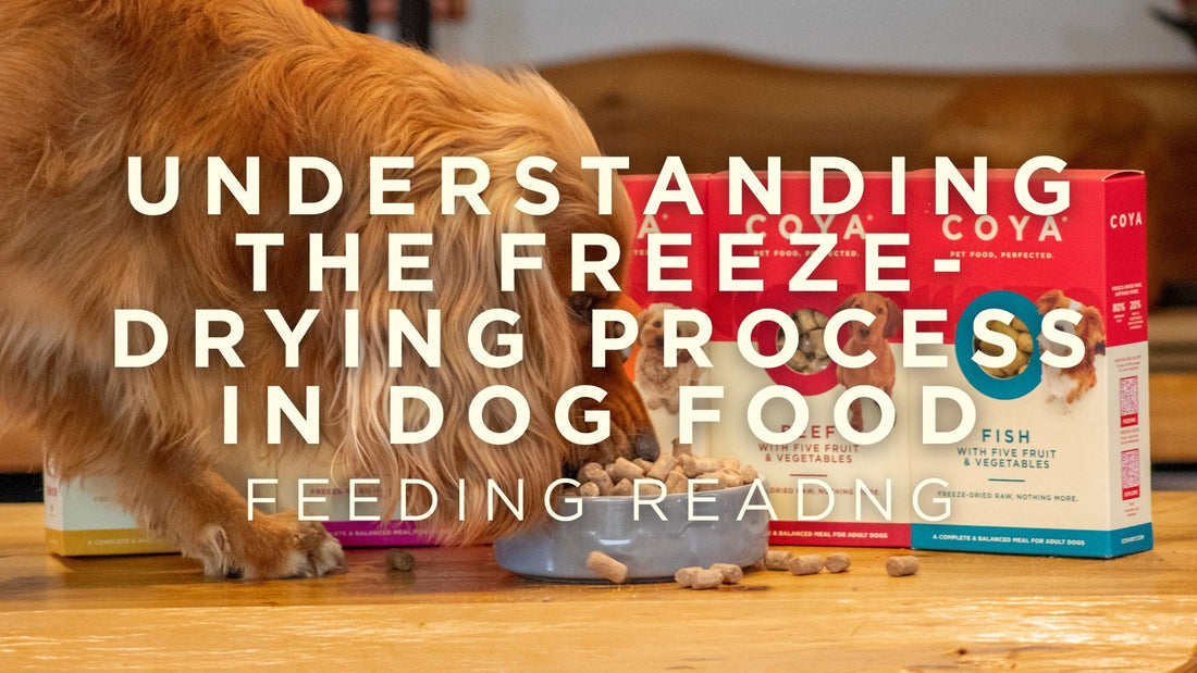 Understanding the Freeze-Drying Process in Dog Food