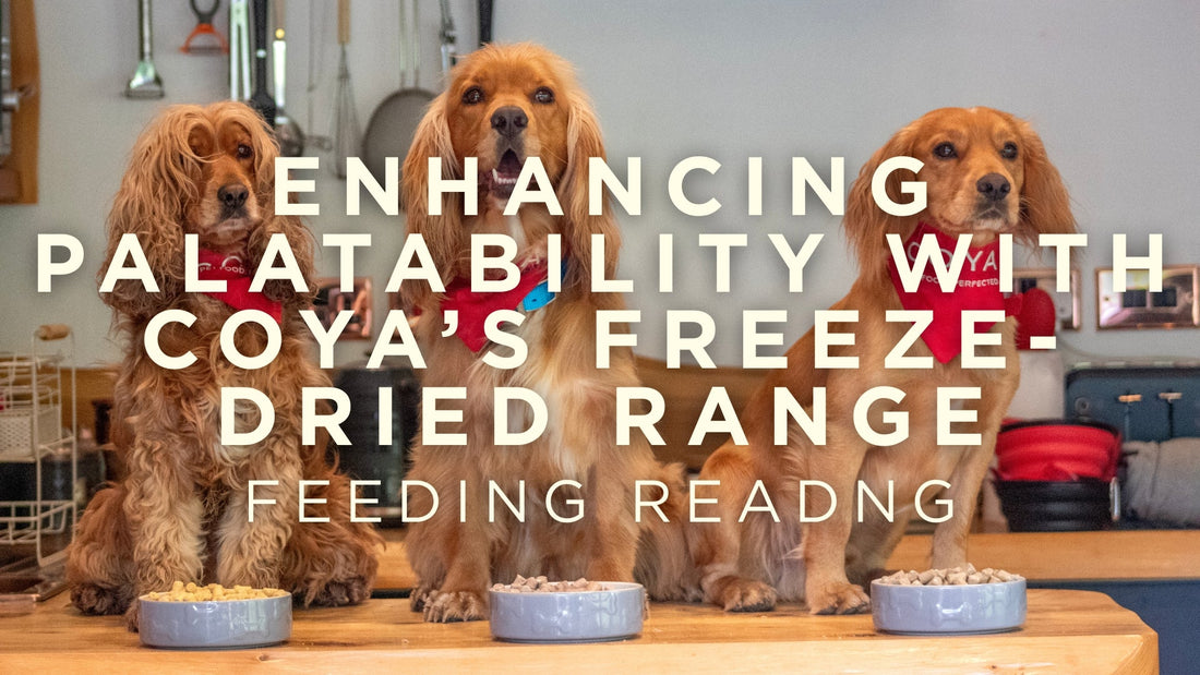 Enhancing Palatability with COYA’s Freeze-Dried Raw Range 