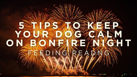 5 Tips to Keep Your Dog Calm on Bonfire Night