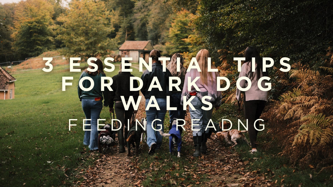 3 Essential Tips for Dark Dog Walks