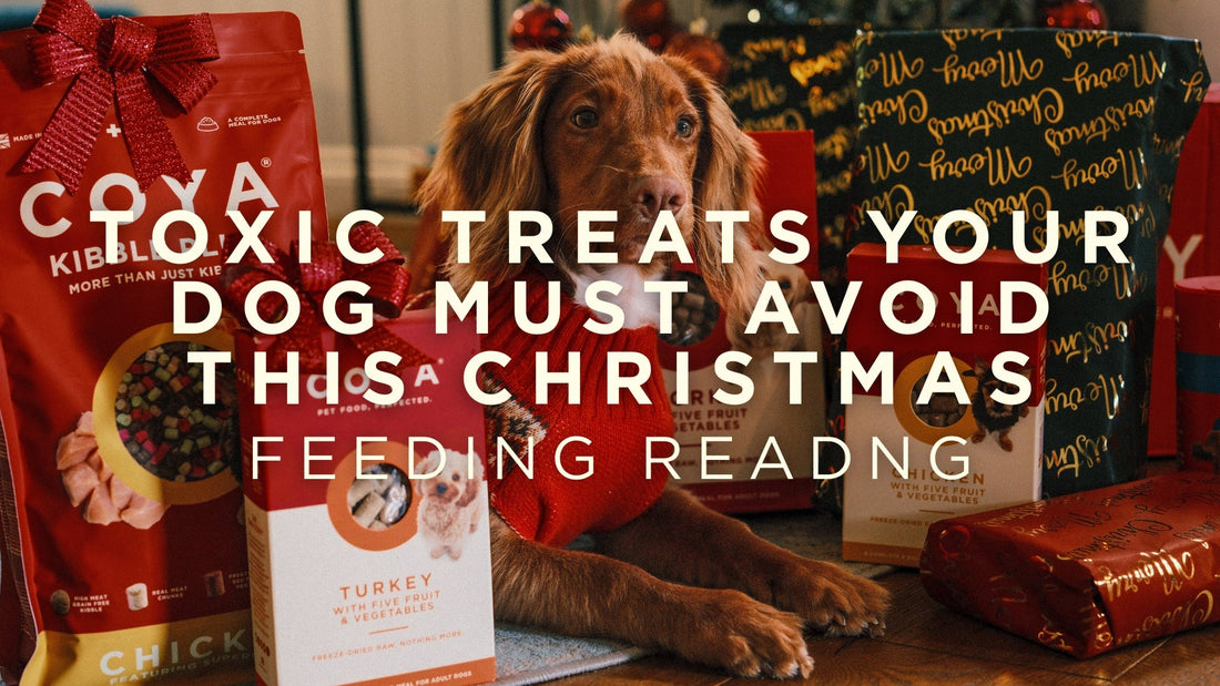 Toxic Treats Your Dog Must Avoid This Christmas