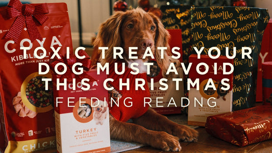 Toxic Treats Your Dog Must Avoid This Christmas
