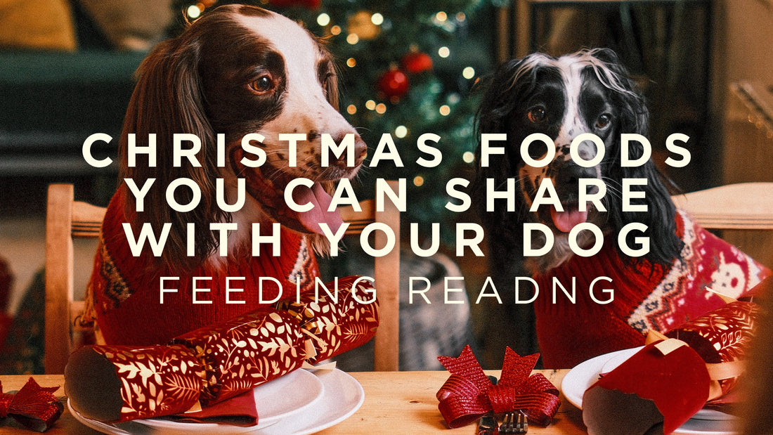 Christmas Foods You Can Share With Your Dog