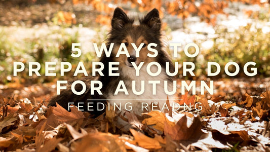 5 Ways to Prepare Your Dog for Autumn