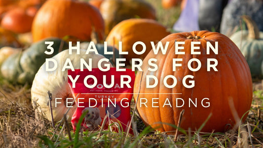 3 Halloween Dangers for your Dog