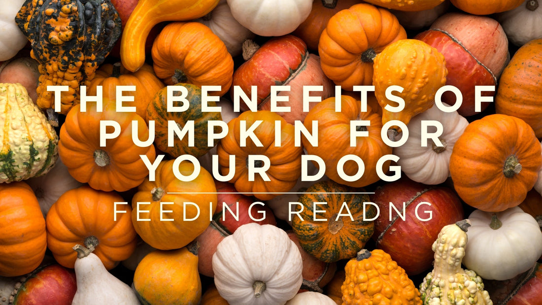 The Benefits of Pumpkin For Your Dog