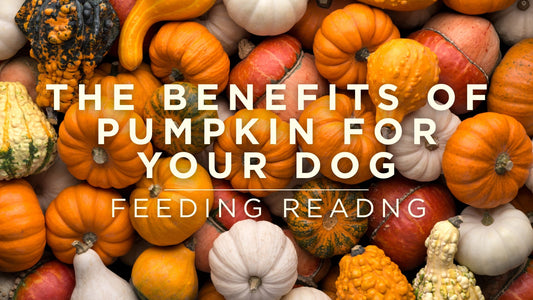 The Benefits of Pumpkin For Your Dog