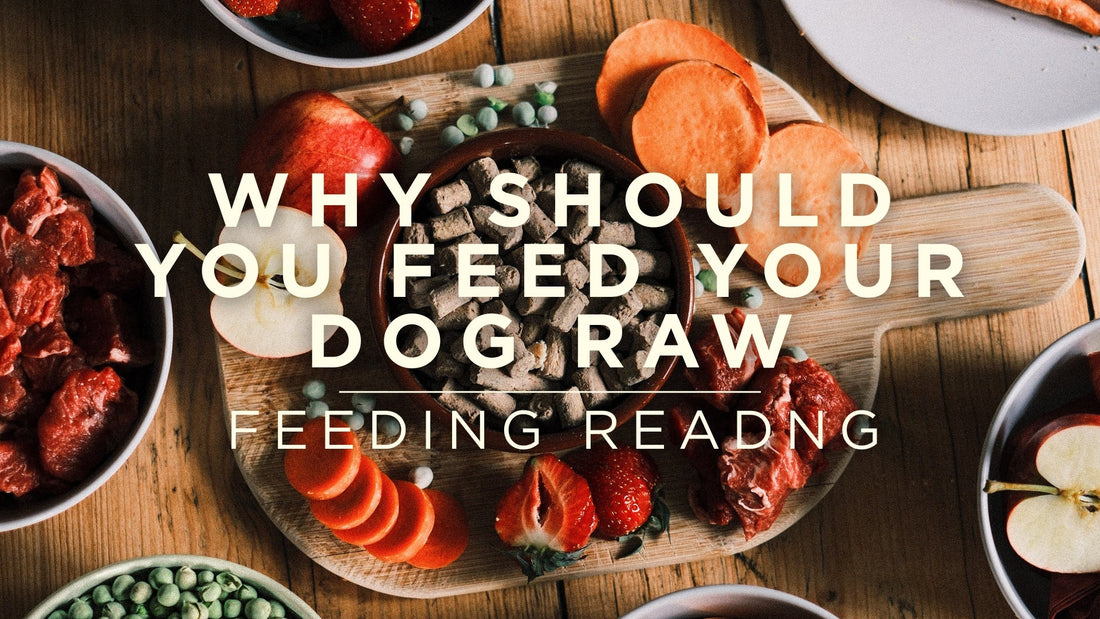 Why should you feed a raw diet?