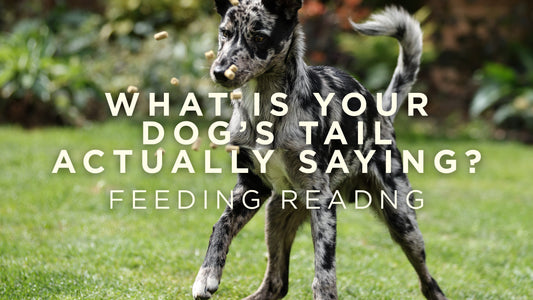 What Is Your Dog’s Tail Actually Saying?
