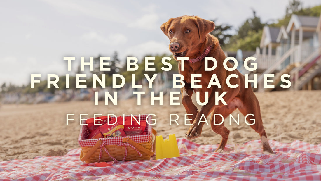 The Best Dog Friendly Beaches in the UK