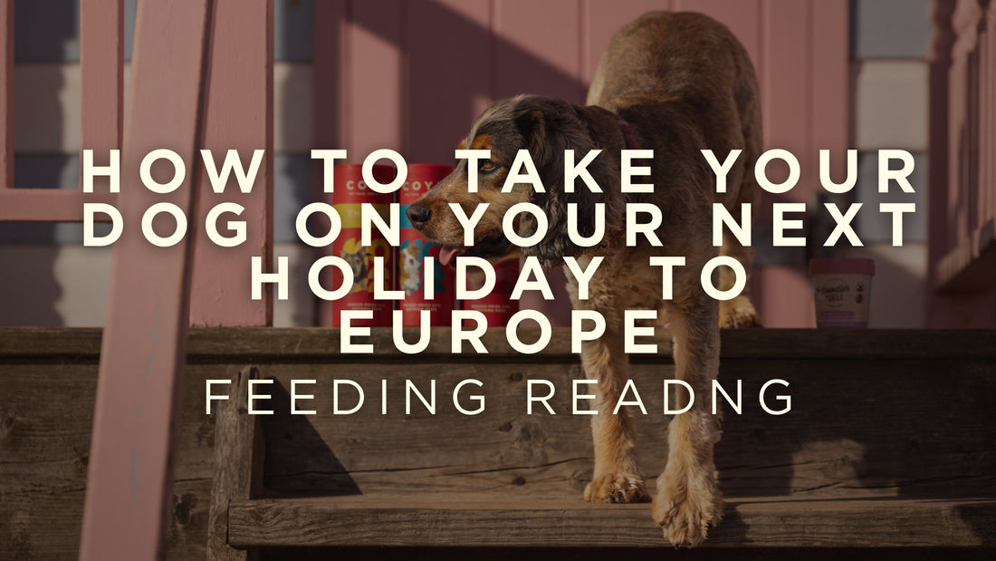 How to Take Your Dog on Your Next Holiday to Europe
