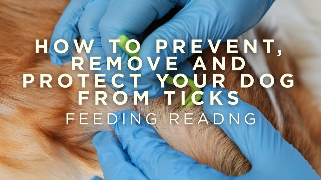 How To Prevent, Remove and Protect Your Dog From Ticks