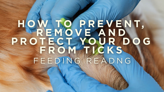 How To Prevent, Remove and Protect Your Dog From Ticks