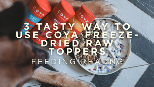 3 Tasty Ways to Use COYA Freeze-Dried Raw Toppers