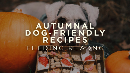 Autumnal Dog‑Friendly Recipes
