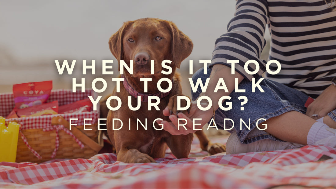 When Is It Too Hot to Walk Your Dog?
