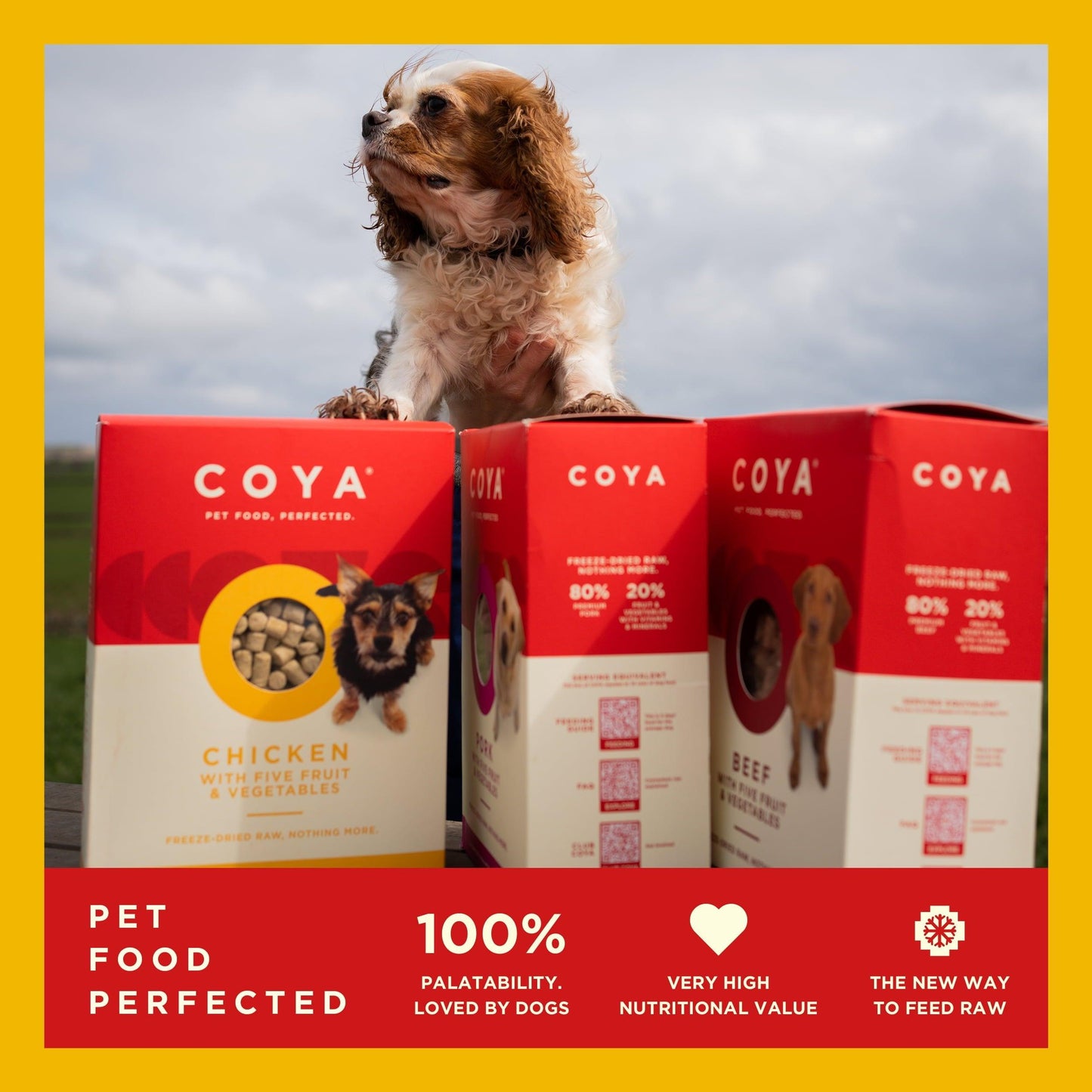 Coya Adult Dog Food - Chicken - COYA