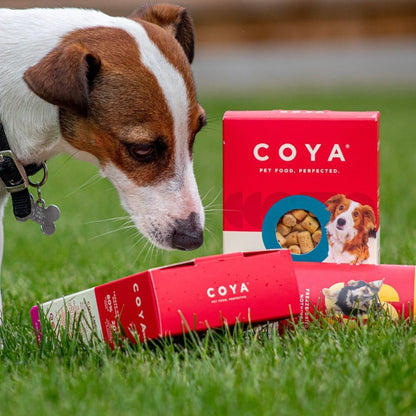 COYA Fish Freeze-Dried Food Lifestyle